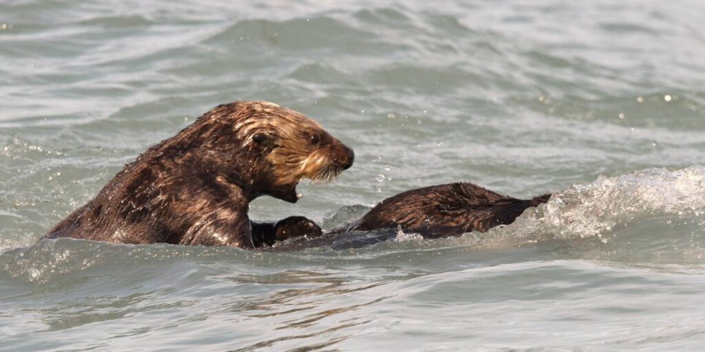 California Swimmer Survives Harrowing Otter Attack
