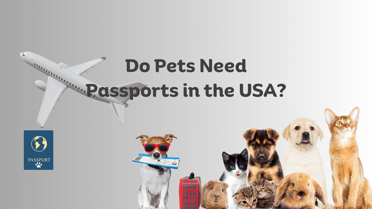 Do Pets Need Passports in the USA