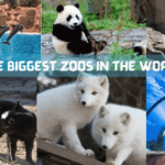 The Biggest Zoos In The World
