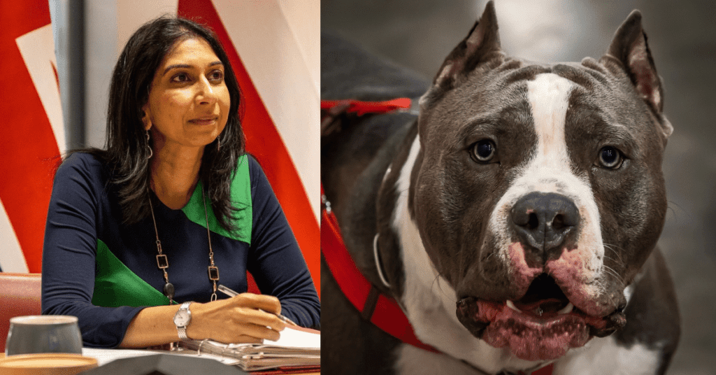 Suella Braverman Calls for Ban on 'Lethal Danger' XL Bully Dogs Due to Shocking Attack