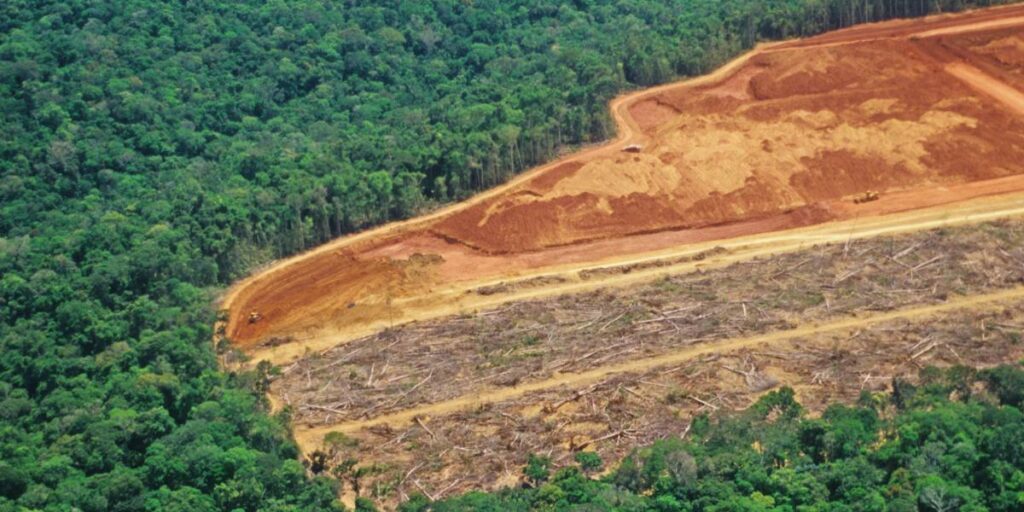 Brazil Could Reach Historic Low Deforestation Levels in 1-2 Years, Says Environmental Official